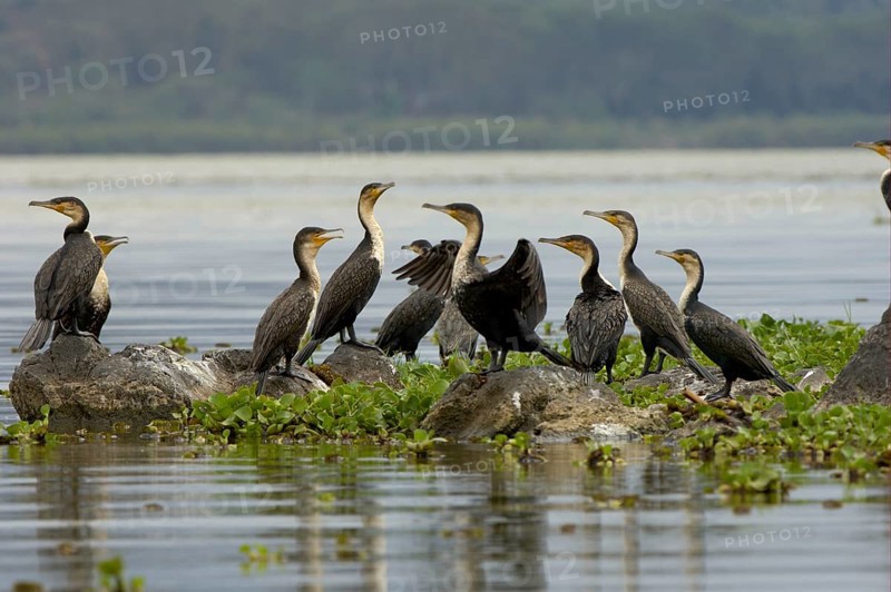 White-breasted cormorant