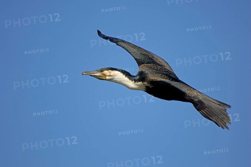 Adult white-breasted cormorant