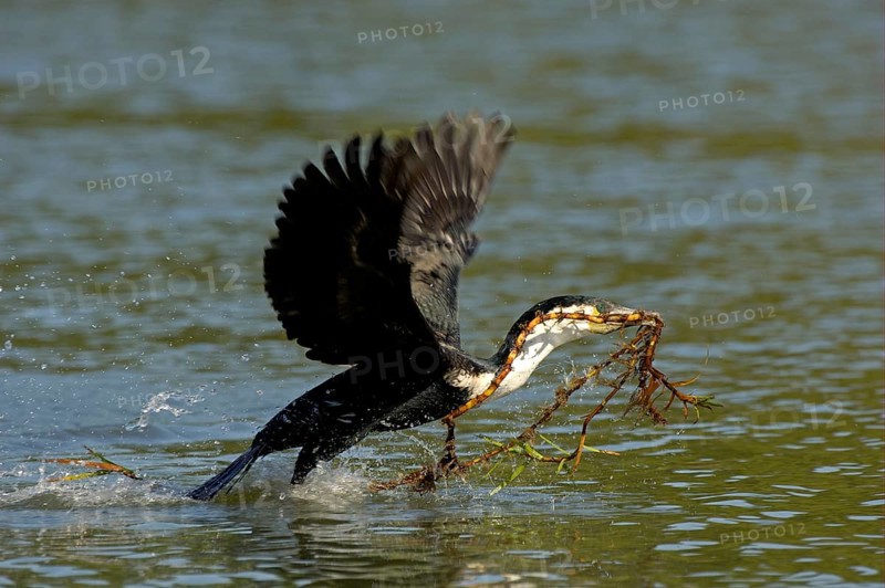 Adult white-breasted cormorant