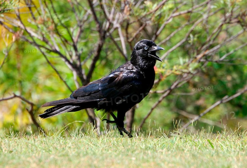 Torresian crow