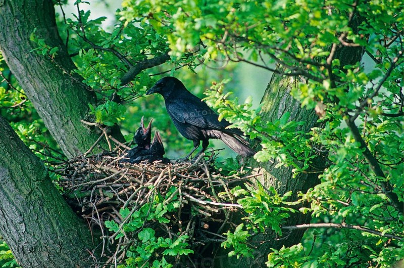 Carrion Crow