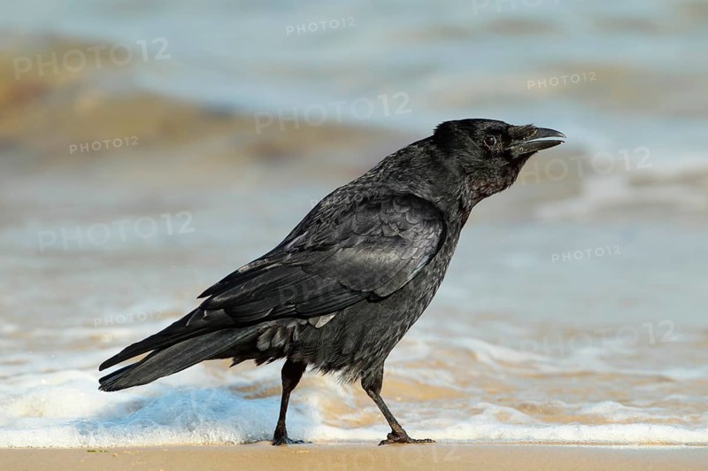 Carrion Crow