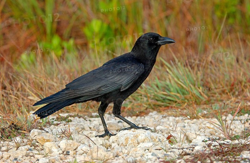 American crow
