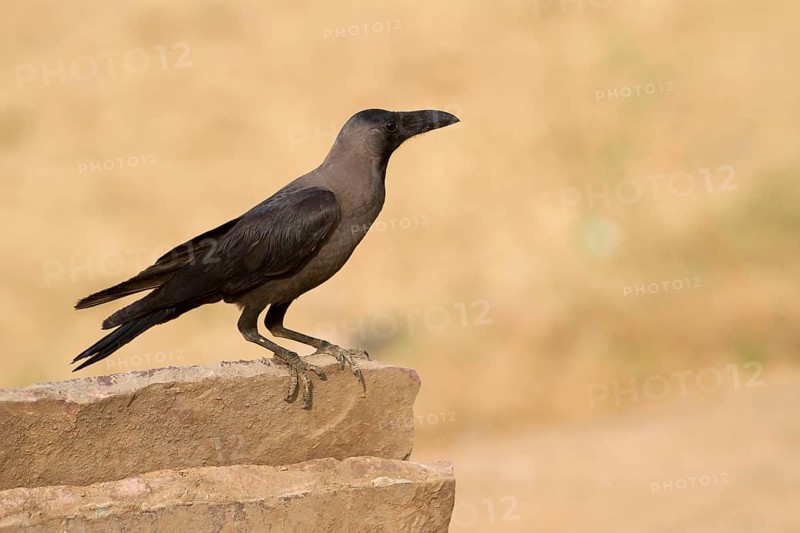 House crow