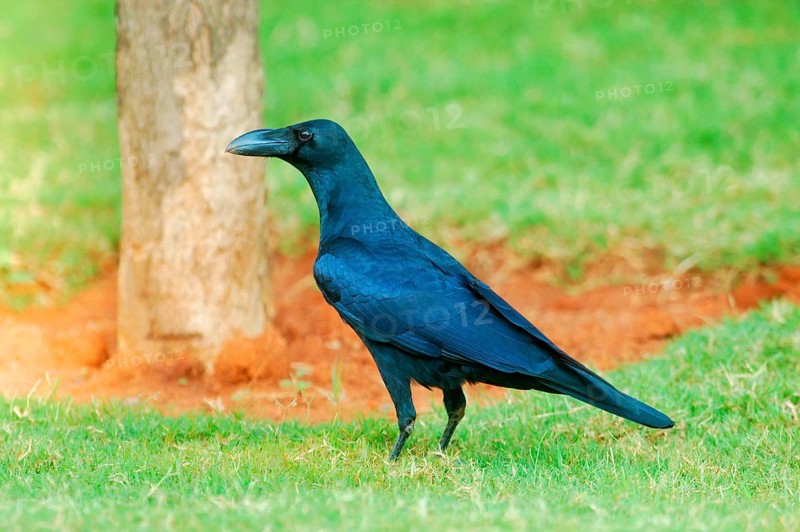 Thick-billed Crow