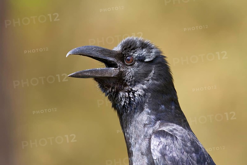 Thick-billed Crow
