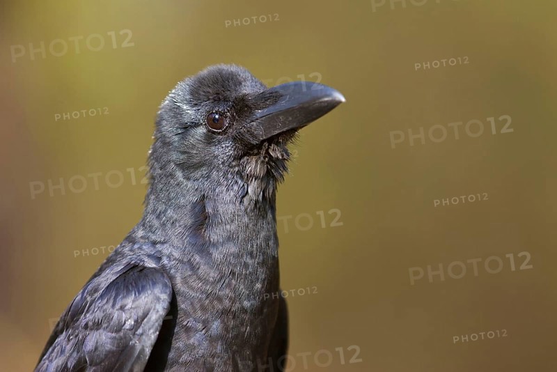 Thick-billed Crow