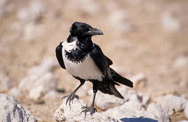 Pied Crow
