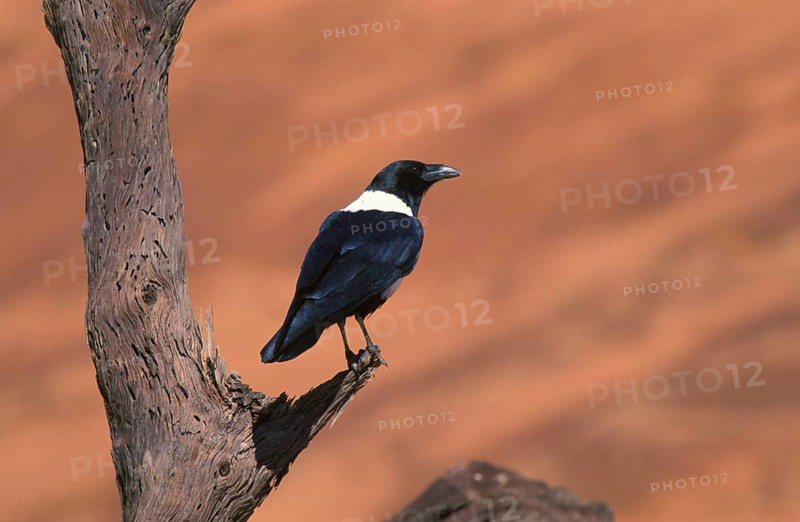 Pied crow
