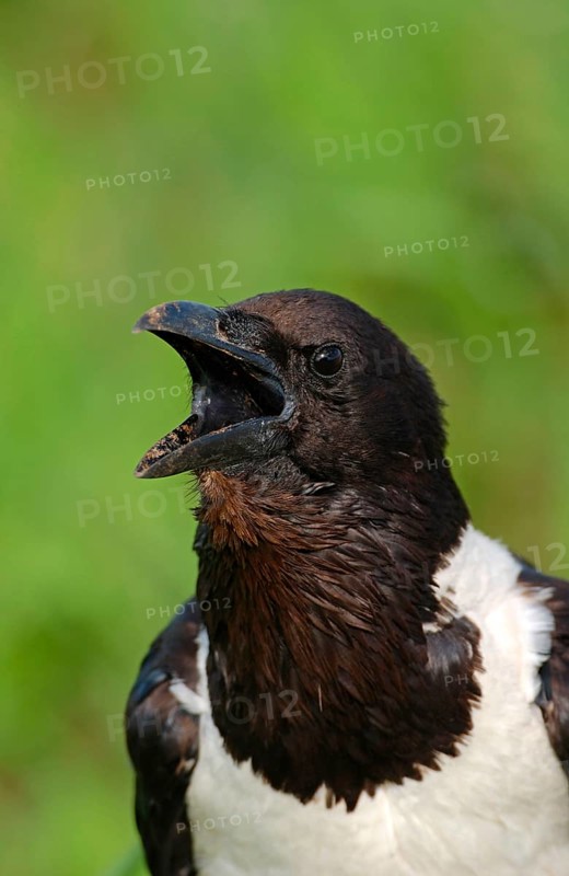 Pied crow
