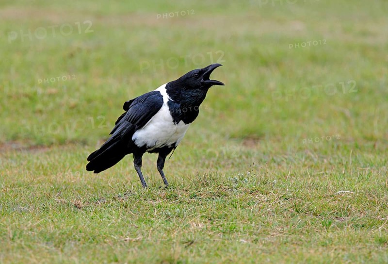Pied Crow