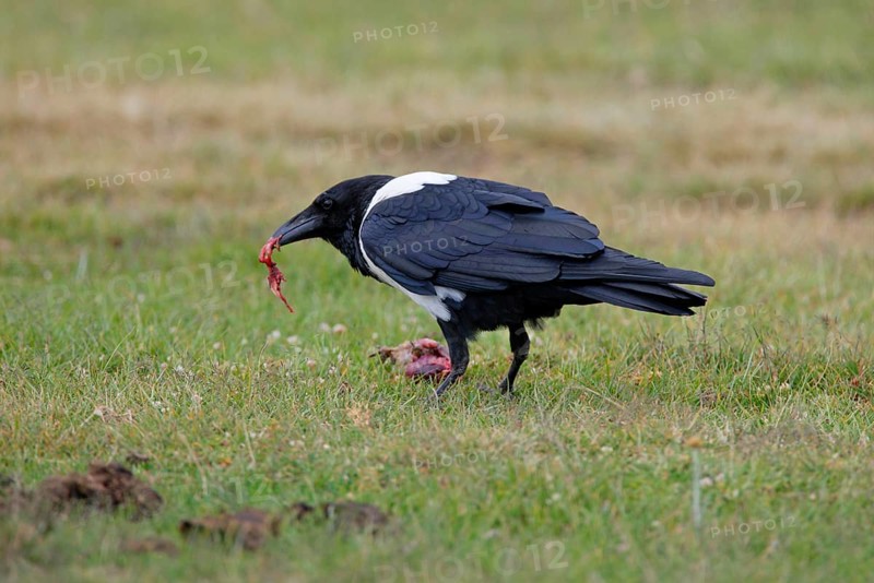 Pied Crow