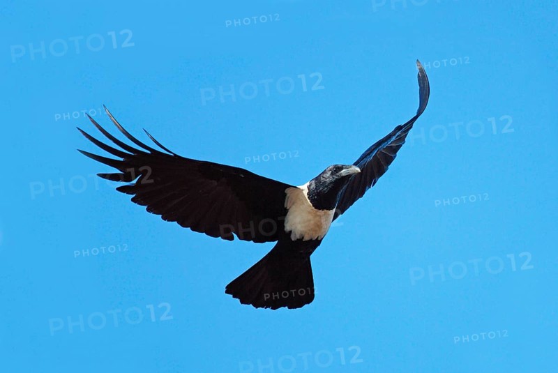 Pied crow