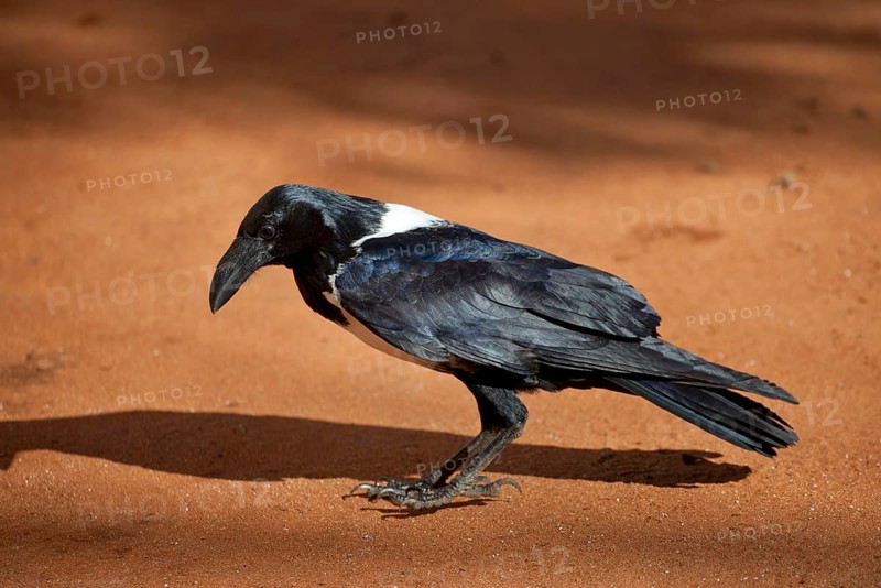 Pied crow
