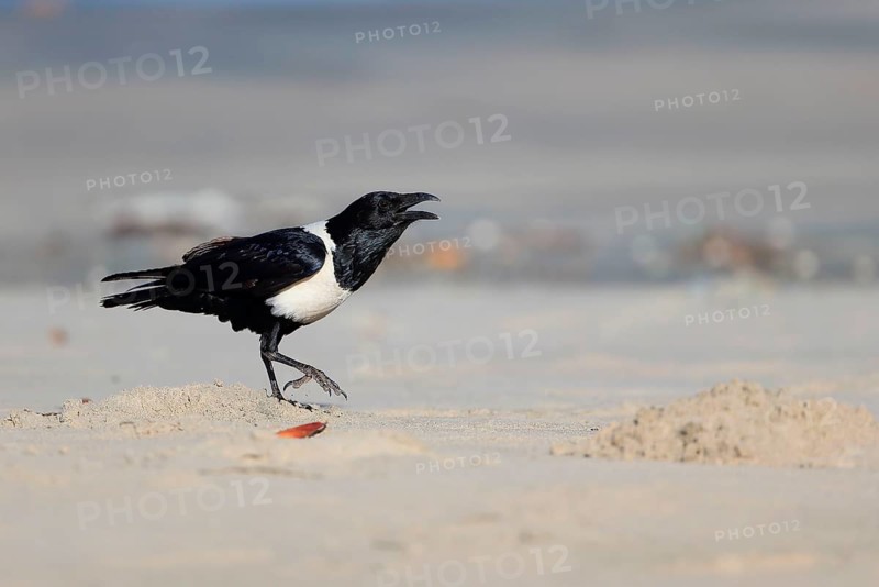 Pied Crow