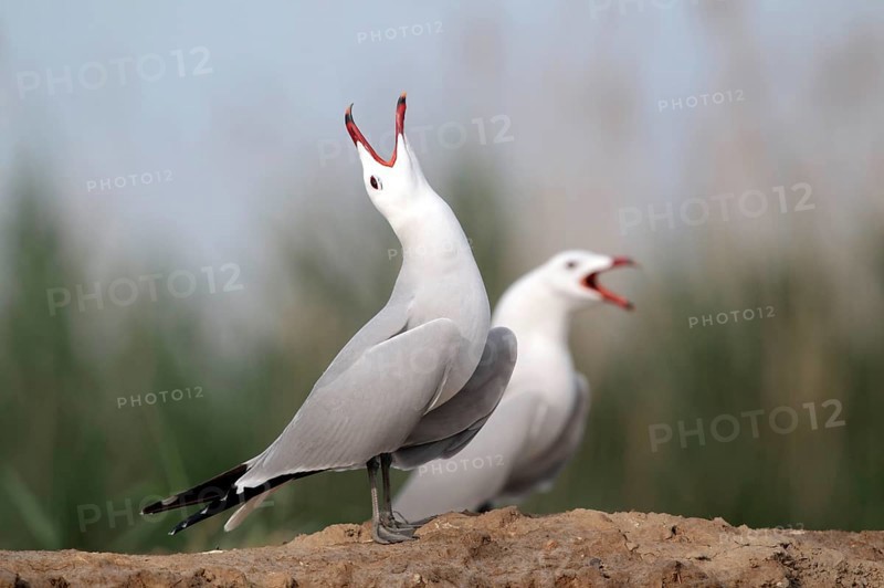 Coral Gull