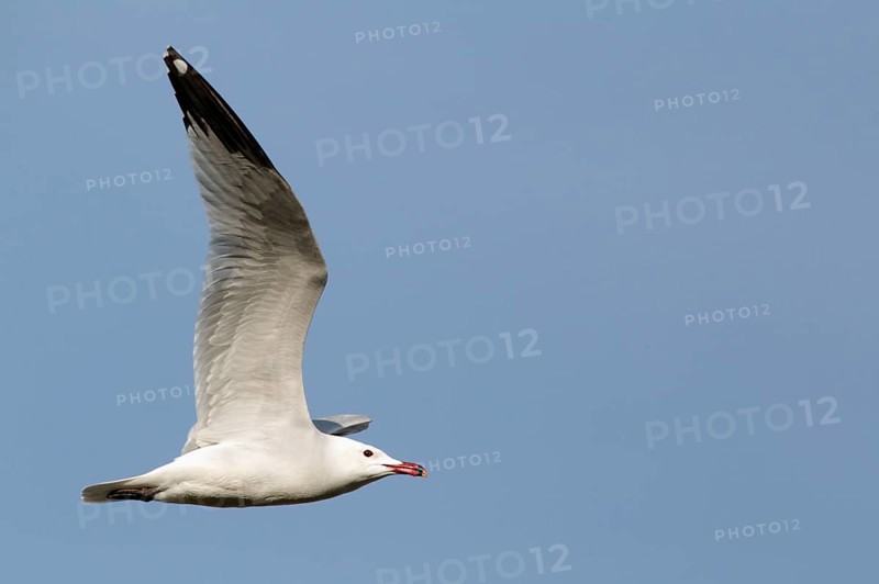 Coral Gull