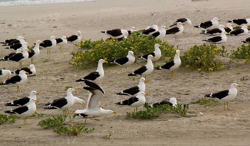 Larus vetula