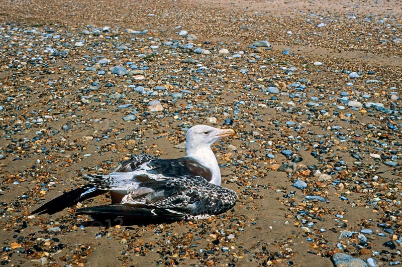 Great black-backed gull