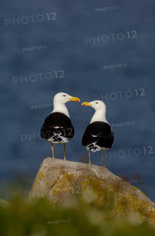 Great black-backed gull