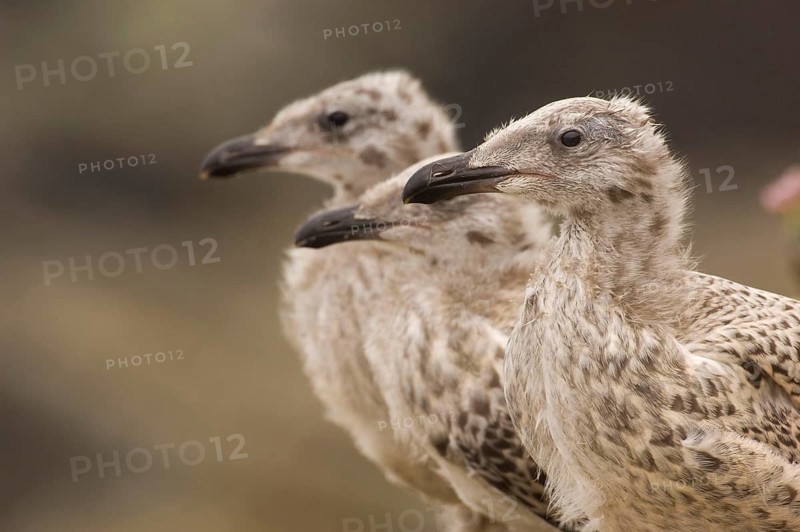 Great black-backed gull