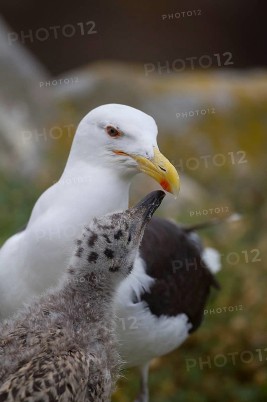 Great Black-backed Gull