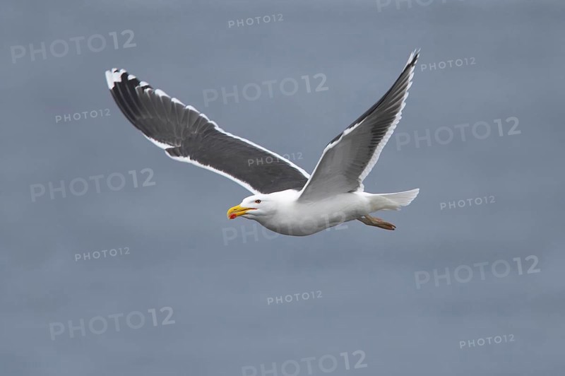 Great Black-backed Gull