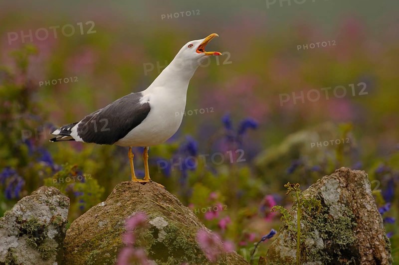 Lesser black-backed gull