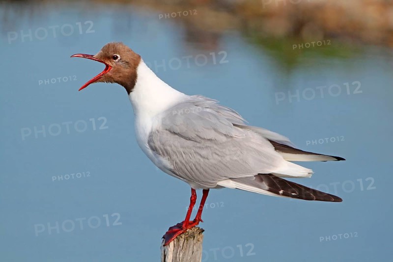 Black-headed gull
