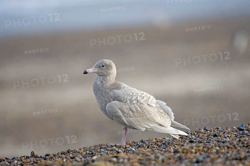 Glaucous gull
