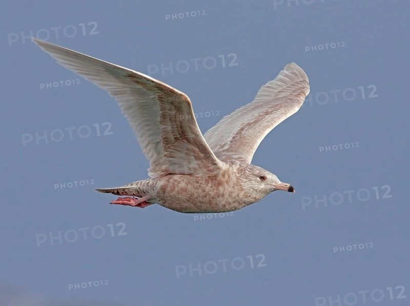 Glaucous gull