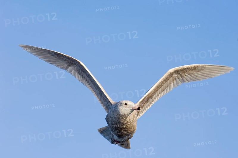 Glaucous gull