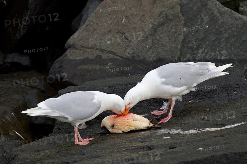 Glaucous Gull