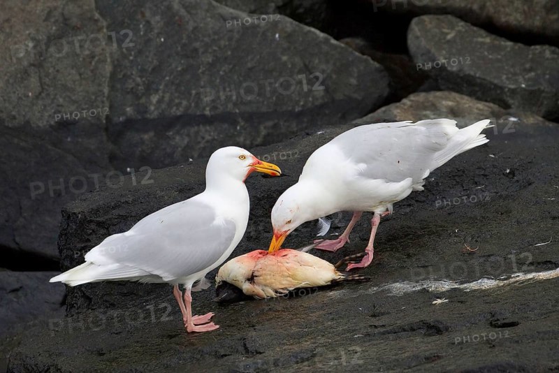Glaucous Gull