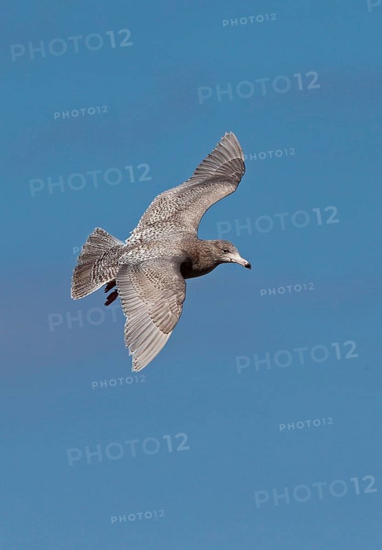 Glaucous Gull