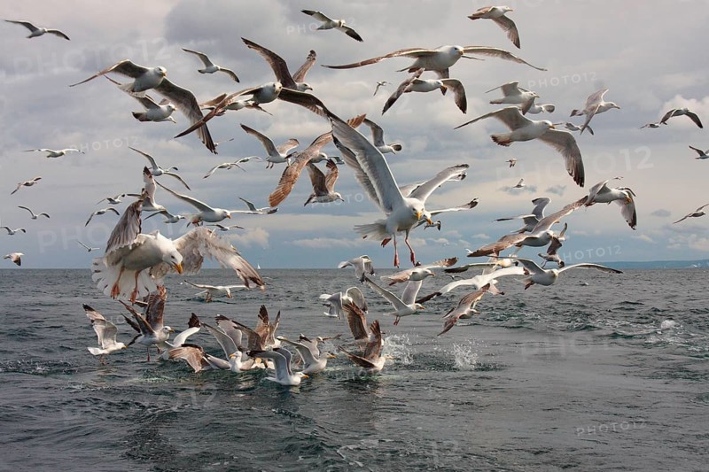 European herring gull