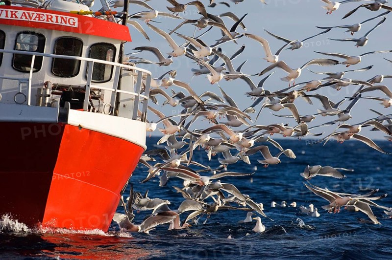 European herring gull