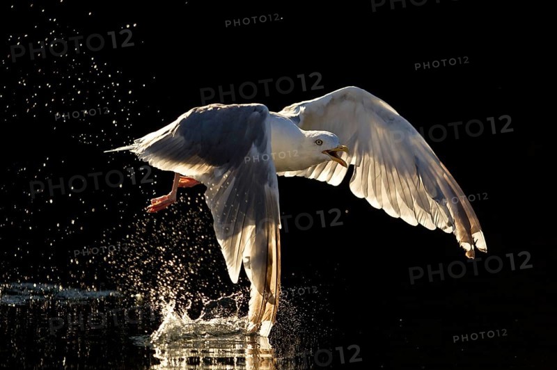 Herring Gull