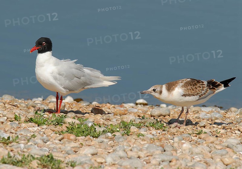 Mediterranean gull