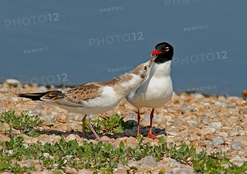 Mediterranean gull