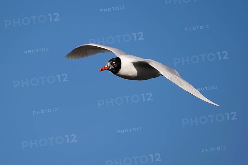 Mediterranean Gull