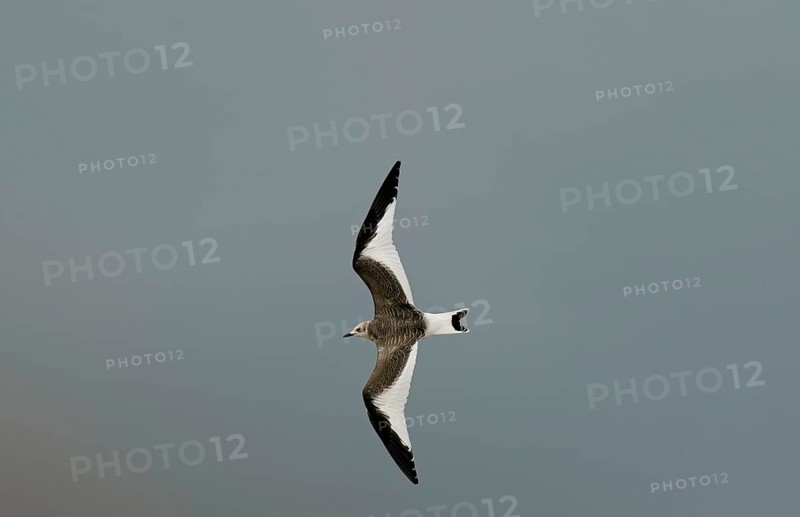 Sabine's Gull