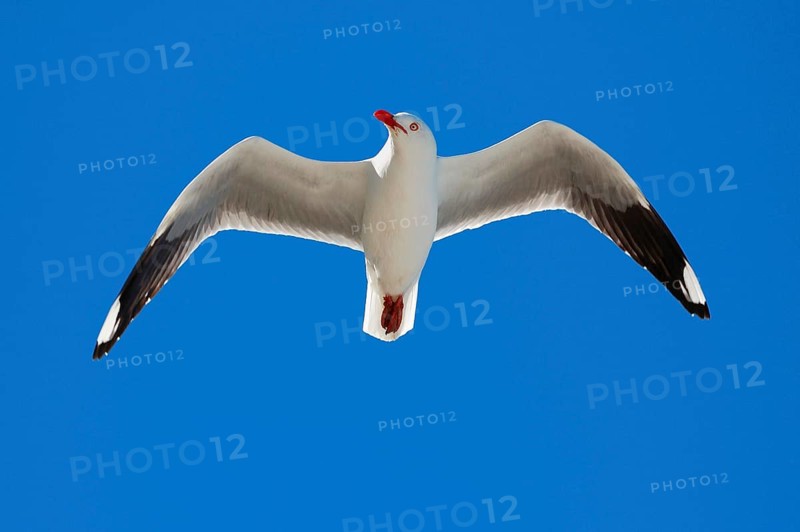 White-headed Black-headed Black-headed Gull