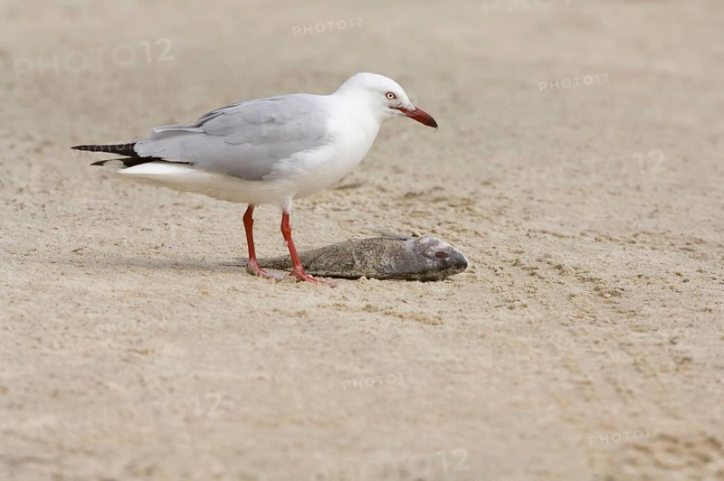 White-headed Black-headed Black-headed Gull