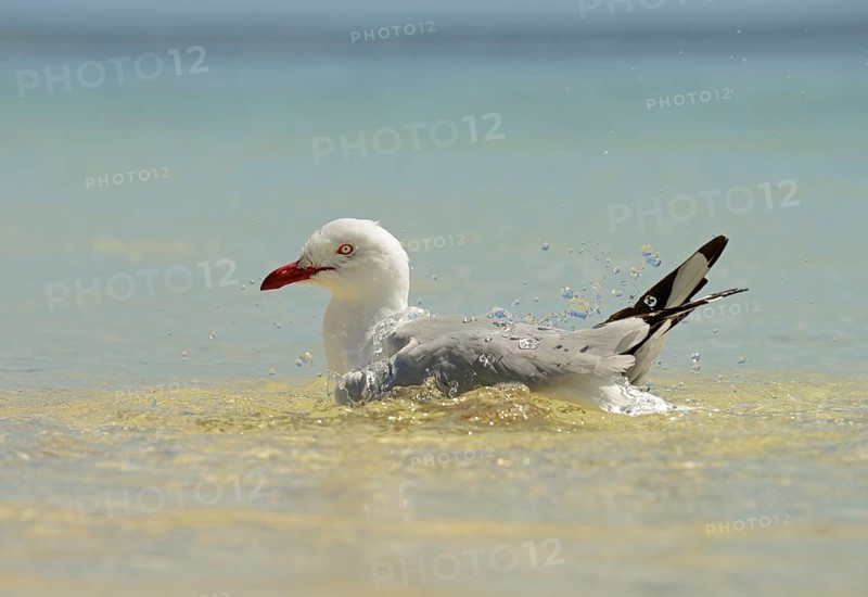 White-headed Black-headed Black-headed Gull