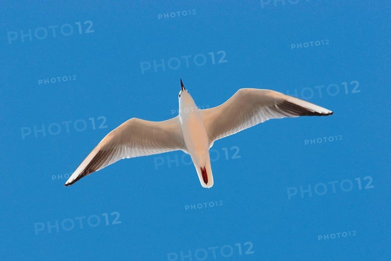 Slender-billed gull