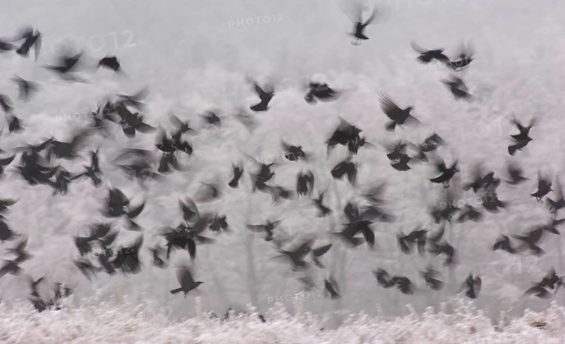Western jackdaw