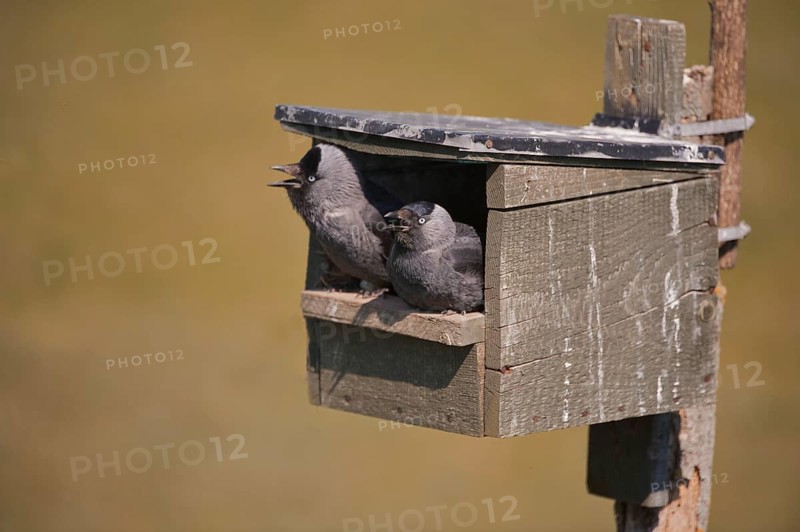 Jackdaw