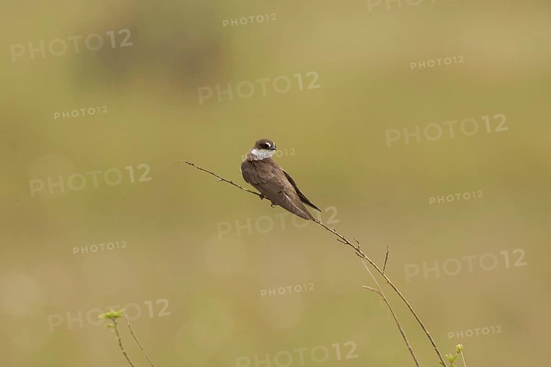 White-browed Sand Martin