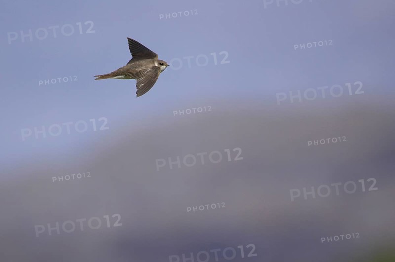 Sand martin